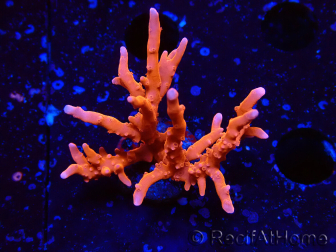 WYSIWYG - JF TNT Anacropora