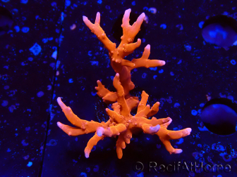 WYSIWYG - JF TNT Anacropora 1Y6