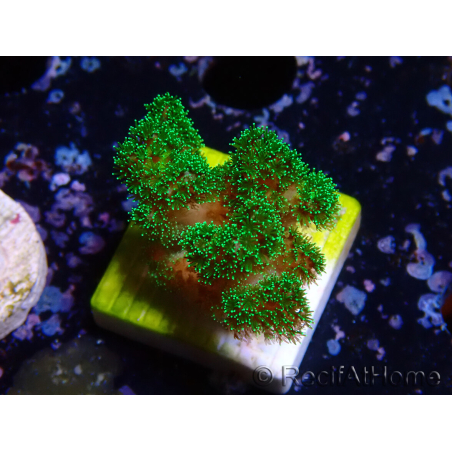 WYSIWYG Pocillopora damicornis verde