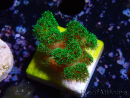 WYSIWYG Pocillopora damicornis verde