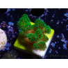 WYSIWYG Pocillopora damicornis vert