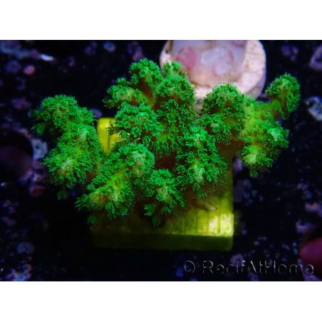 WYSIWYG Pocillopora damicormis jaune vert