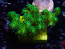 WYSIWYG Pocillopora damicormis jaune vert