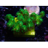 WYSIWYG Pocillopora damicornis yellow-green