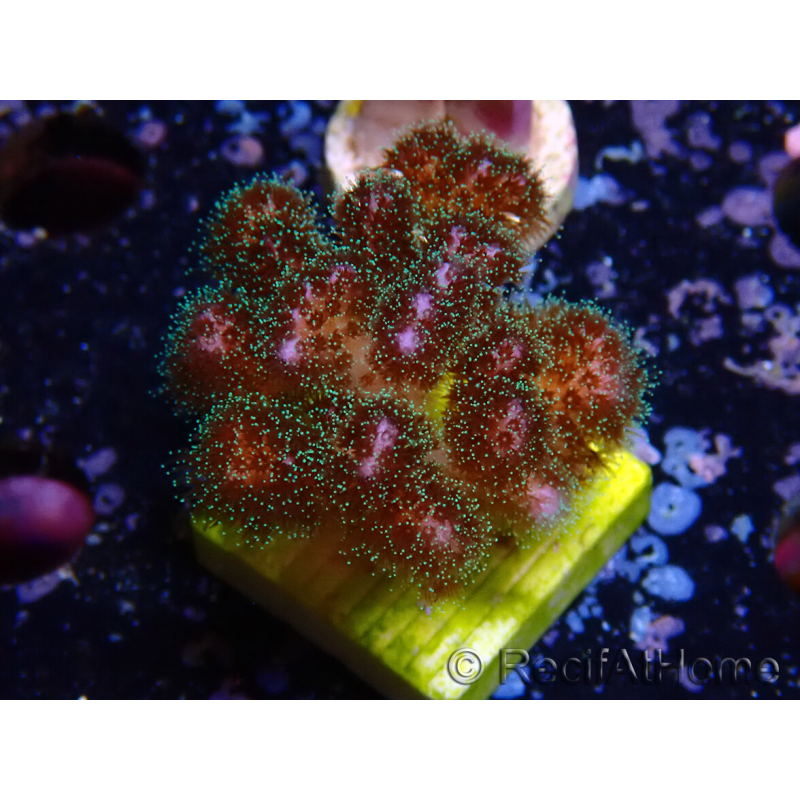 WYSIWYG Pocillopora damicornis rosa