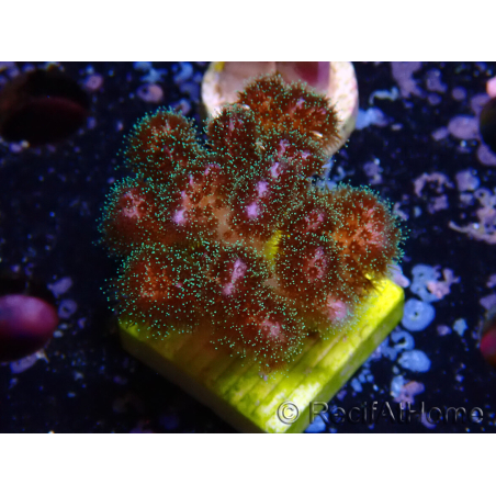 WYSIWYG Pocillopora damicornis rosa
