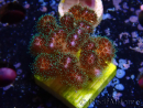 WYSIWYG Pocillopora damicornis rosa