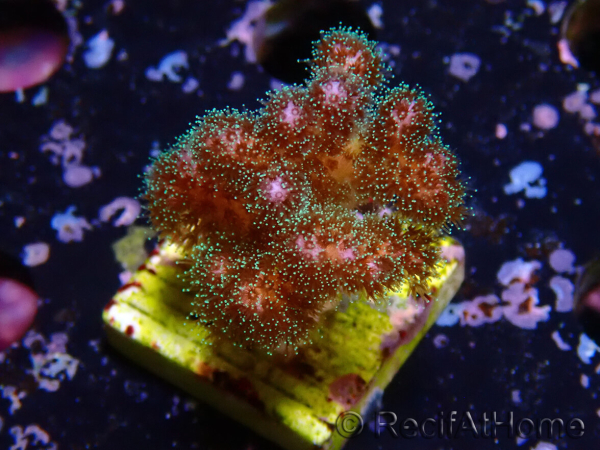 WYSIWYG Pocillopora damicornis rose