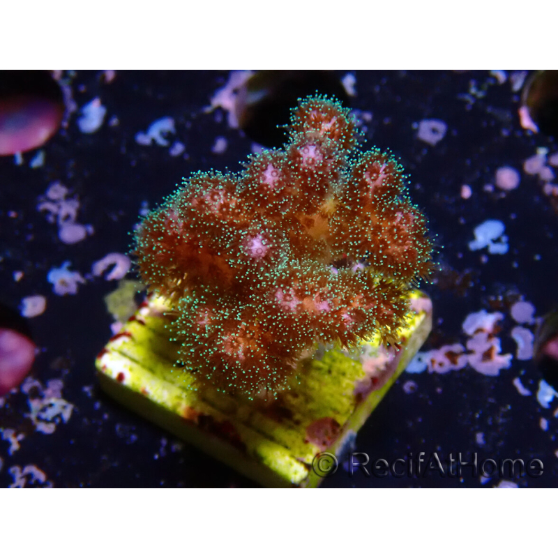 WYSIWYG Pocillopora damicornis rose