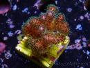 WYSIWYG Pocillopora damicornis rose