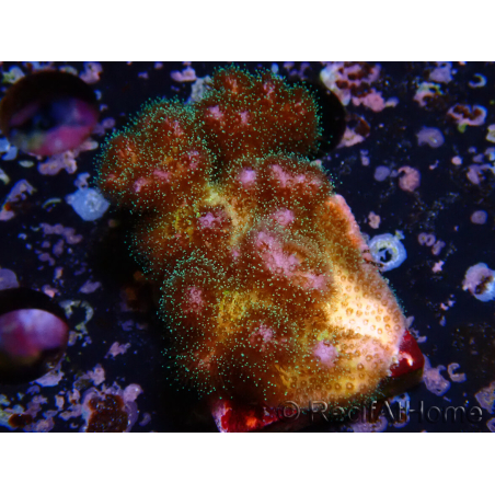 WYSIWYG Pocillopora damicornisrose