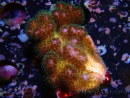 WYSIWYG Pocillopora damicornisrose