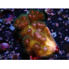 WYSIWYG Pocillopora damicornisrose