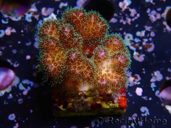 WYSIWYG Pocillopora damicornis rosa
