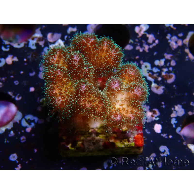 WYSIWYG Pocillopora damicornisrose