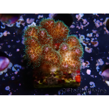 WYSIWYG Pocillopora damicornis rosa