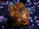 WYSIWYG Pocillopora damicornisrose