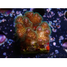 WYSIWYG Pocillopora damicornisrose 1C5