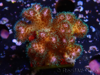 WYSIWYG Pocillopora damicornisrose 1C6