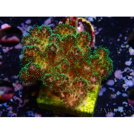 WYSIWYG Pocillopora damicormis Gold insane