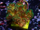 WYSIWYG Pocillopora damicormis Gold insane