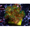 WYSIWYG Pocillopora damicormis Oro insano