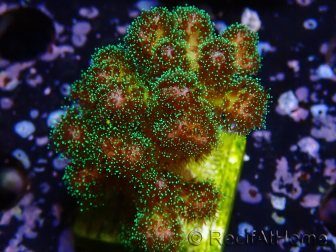 WYSIWYG Pocillopora damicormis Gold insane