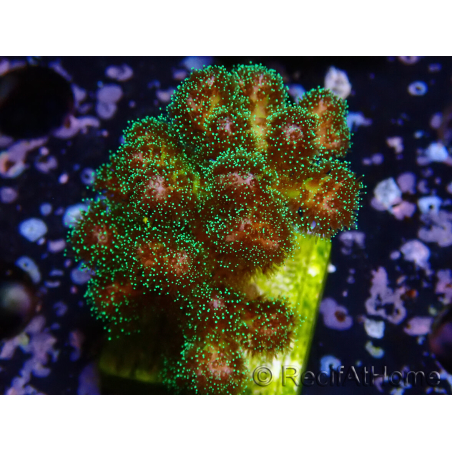 WYSIWYG Pocillopora damicormis Gold insane