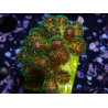 WYSIWYG Pocillopora damicormis Gold insane