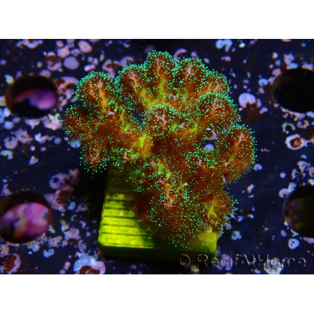 WYSIWYG Pocillopora damicormis Oro insano