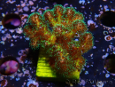 WYSIWYG Pocillopora damicornis Gold insane