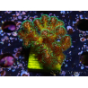 WYSIWYG Pocillopora damicornis Gold insane