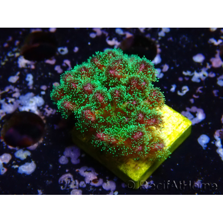 WYSIWYG Pocillopora damicornis tricolor