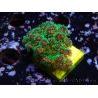 WYSIWYG Pocillopora damicornis tricolor