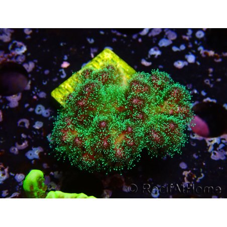 WYSIWYG Pocillopora damicormis tricolor