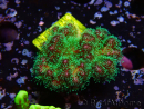 WYSIWYG Pocillopora damicormis tricolor