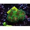 WYSIWYG Pocillopora damicornis tricolor