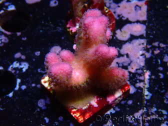 WYSIWYG Stylophora pistillata Rosa