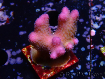 WYSIWYG Stylophora pistillata Pink 1F2
