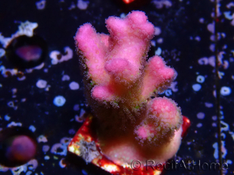WYSIWYG Stylophora pistillata Pink 1F3