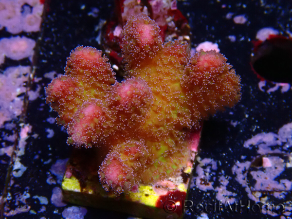 WYSIWYG - Stylophora Pink und Grün Busch