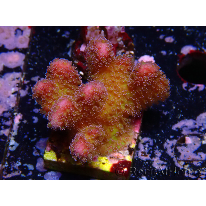 WYSIWYG - Stylophora Pink and Green Bush
