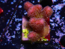 WYSIWYG - Stylophora Pink und Green Bush