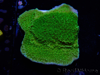 WYSIWYG Montipora Piatto Giallo/Verde