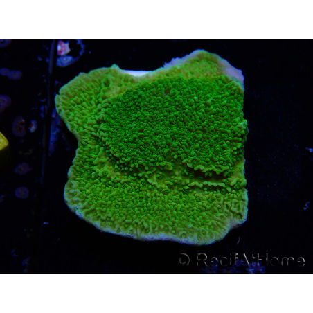 WYSIWYG Montipora Plateaugelb/grün
