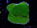 WYSIWYG Montipora Plateau Jaune/Vert