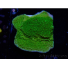 WYSIWYG Montipora Piatto Giallo/Verde