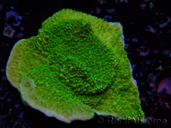 WYSIWYG Montipora Meseta Amarillo/Verde