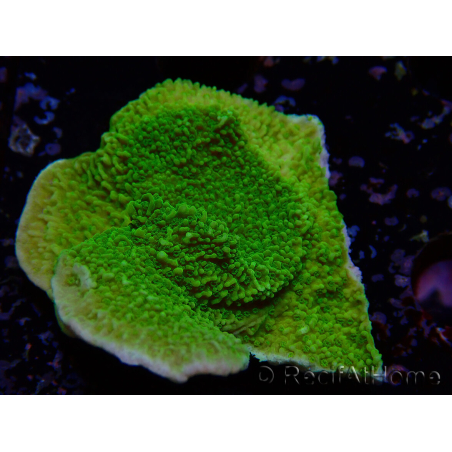 WYSIWYG Montipora Plateau Jaune/Vert