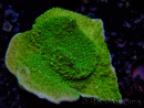 WYSIWYG Montipora Plateau Jaune/Vert